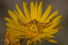 Misumenoides