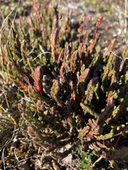 Cassiope tetragona