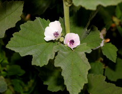 Althaea
