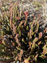 Cassiope tetragona