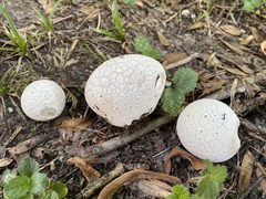 Lycoperdon utriforme