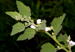 Althaea
