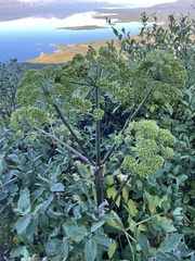 Angelica archangelica archangelica