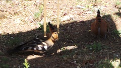 Upupa epops africana