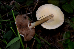 Agrocybe molesta