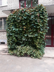 Parthenocissus inserta