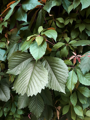 Parthenocissus inserta