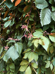 Parthenocissus inserta