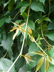 Parthenocissus inserta