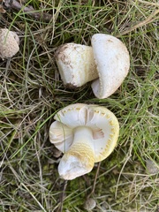 Amanita franchetii