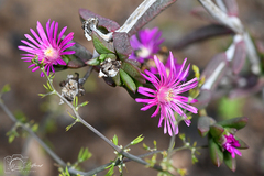 Delosperma versicolor