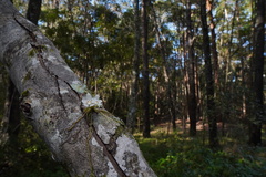 Sarcochilus falcatus