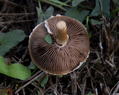Agrocybe molesta