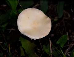 Agrocybe molesta