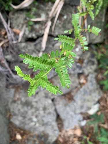 Osteomeles schweriniae, photograph 2