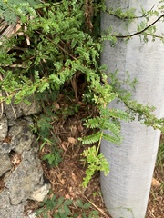 Osteomeles schweriniae, photograph 岸本年郎, CC BY, iNaturalist via GBIF