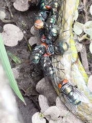 Chrysomya megacephala
