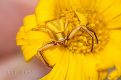 Misumenoides