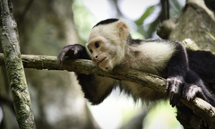 Cebus imitator