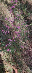 Boronia chartacea
