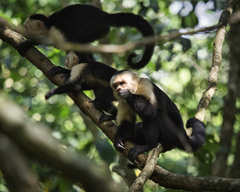 Cebus imitator
