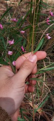Boronia chartacea
