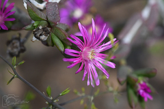 Delosperma versicolor
