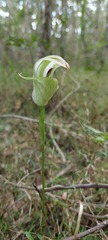 Pterostylis baptistii