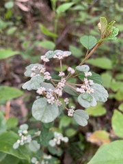 Spyridium parvifolium