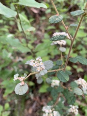 Spyridium parvifolium