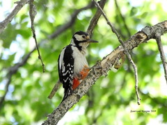 Dendrocopos major