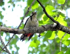 Dendrocopos major
