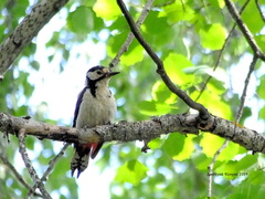 Dendrocopos major