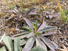 Pilosella piloselloides