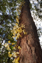 Erythrorchis cassythoides