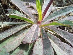 Pilosella piloselloides