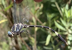 Phyllogomphoides nayaritensis