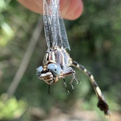 Phyllogomphoides nayaritensis
