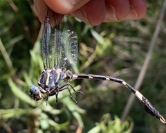 Phyllogomphoides nayaritensis