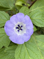 Nicandra physalodes