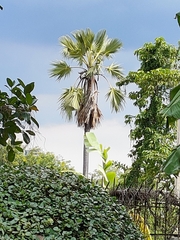 Borassus flabellifer