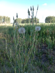 Tragopogon podolicus