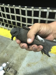 Hydrobatidae