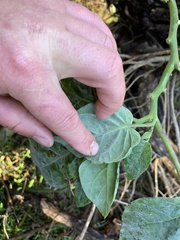 Solanum betaceum
