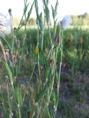 Tragopogon podolicus