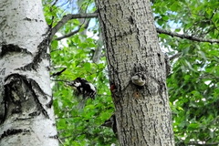 Dendrocopos major