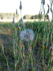 Tragopogon podolicus