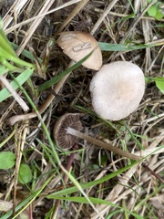 Panaeolus foenisecii