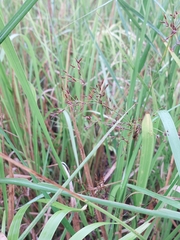 Fimbristylis