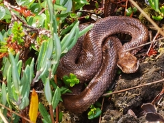 Vipera berus